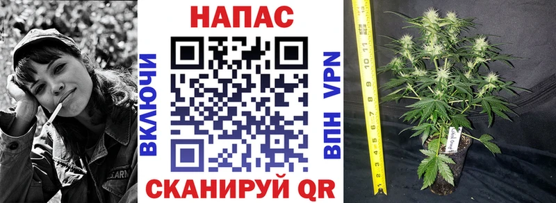 Бошки Шишки сатива  Туймазы 